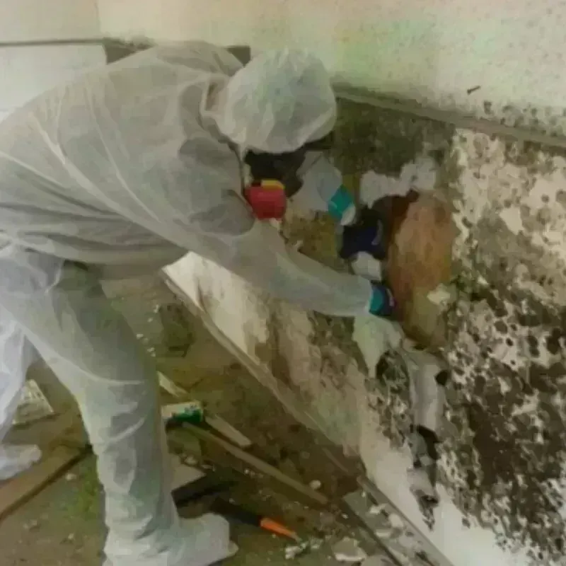 Mold Remediation and Removal in Round Lake, IL